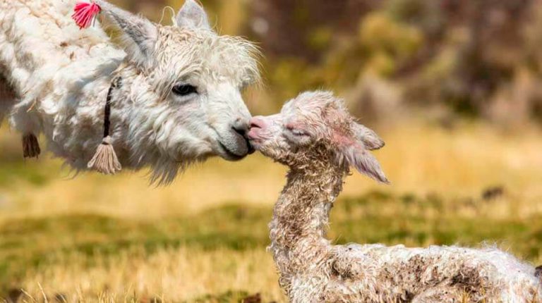 Peruvian Alpaca